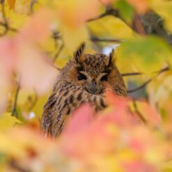 Uil in herfst