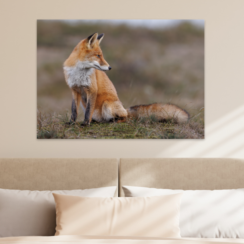 Dieren vos