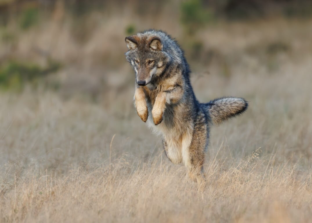 Wolf op muizenjacht