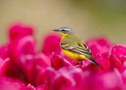 Gele Kwikstaart op roze bloem