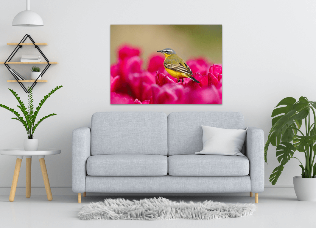 Gele Kwikstaart op roze bloem - Afbeelding 2