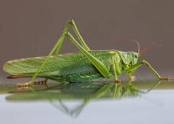 Grote Groene Sabelsprinkhaan