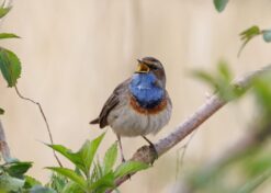 Blauwborst zingt
