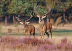 Herten op de heide