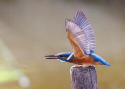 Ijsvogeltje slaat vleugels uit