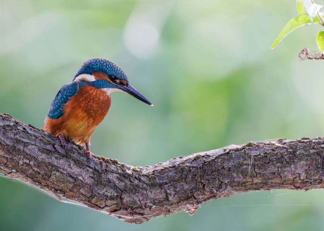 Ijsvogel op tak