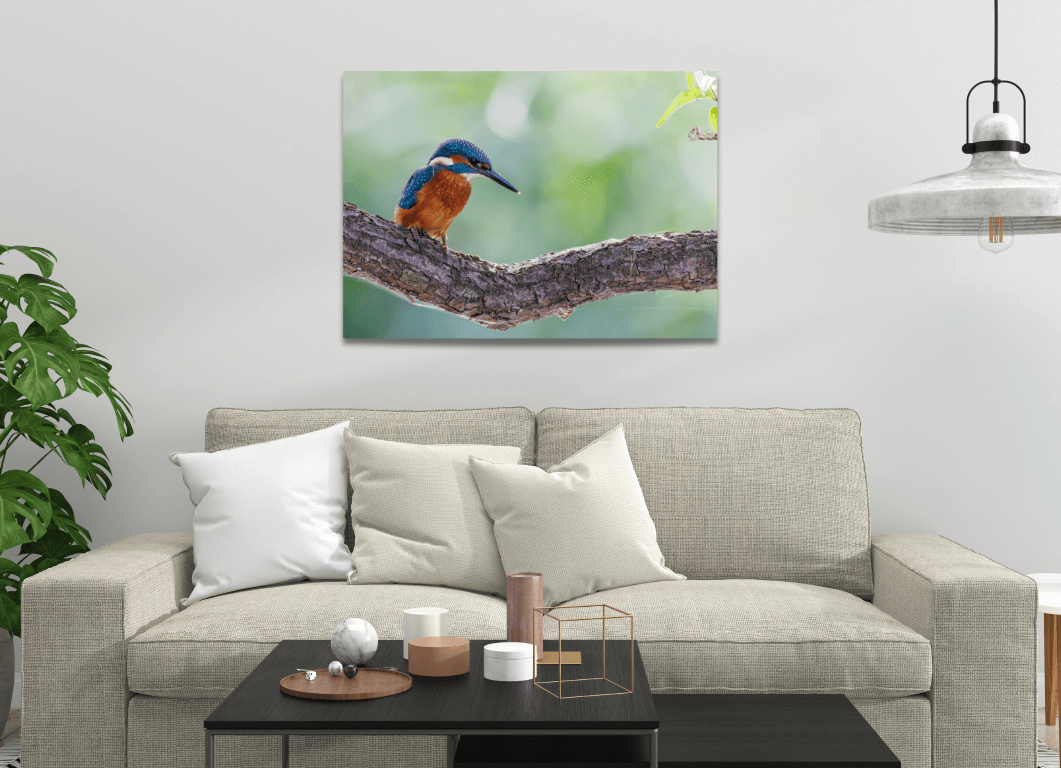 Ijsvogel op tak - Afbeelding 2