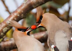 Pestvogels pesten elkaar