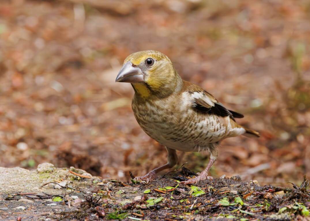 Appelvink