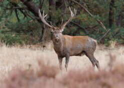 Hert op de heide