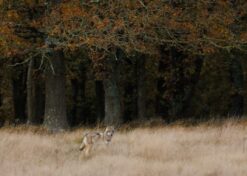 Wolf op de heide