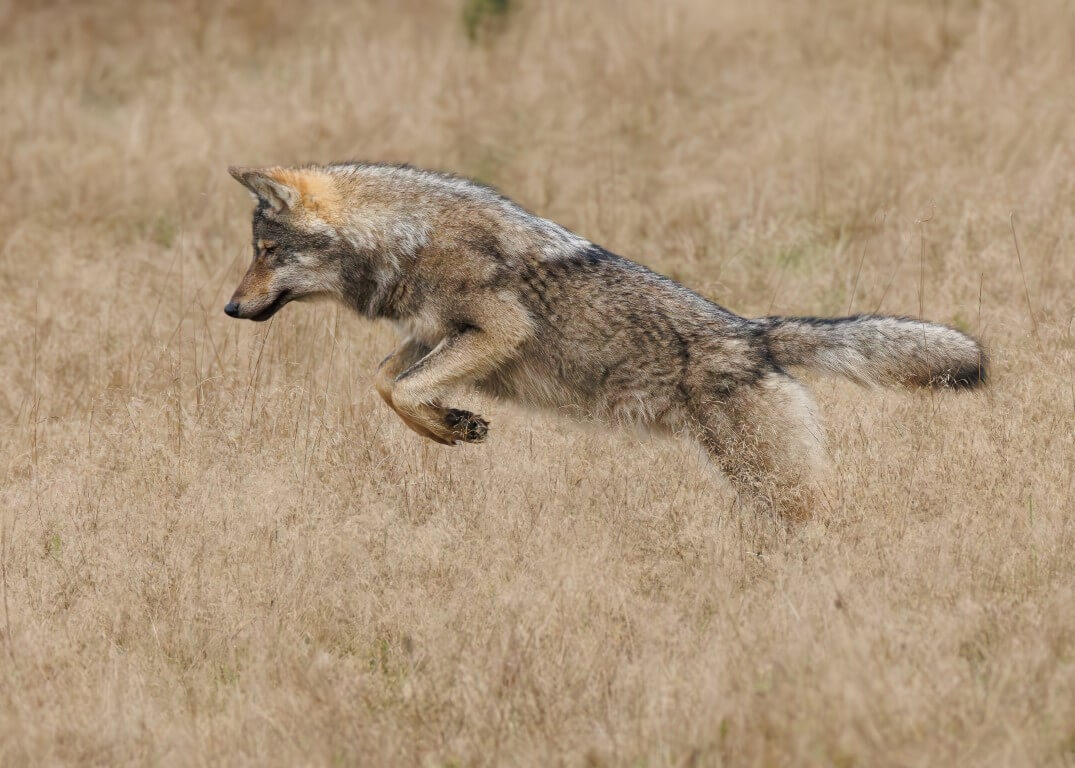 Wolf op jacht