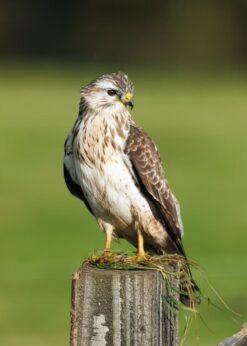 Buizerd