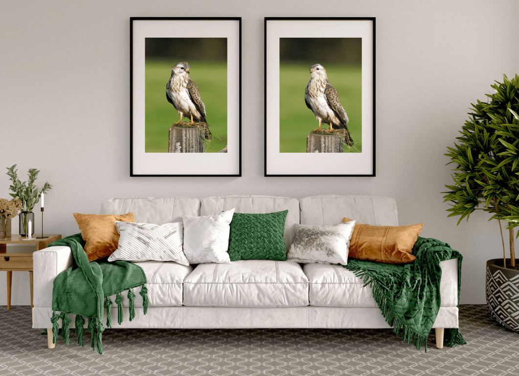 Buizerd - Afbeelding 2