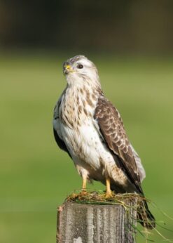 Buizerd op paal