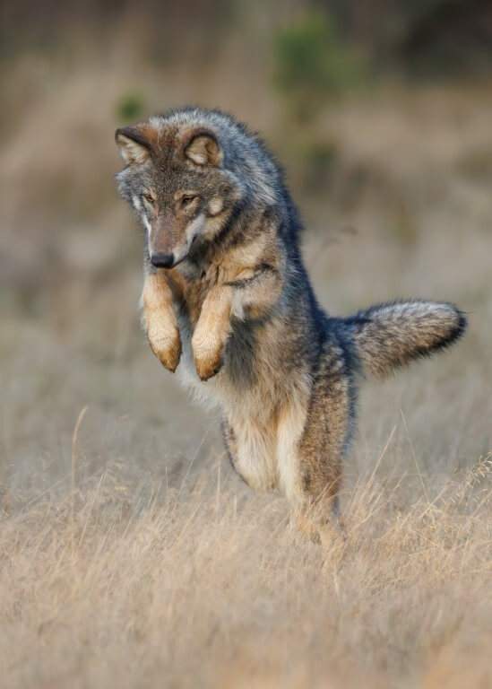 Wolf op muizenjacht