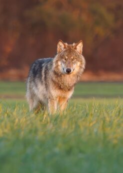 Wolf in avondlicht