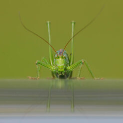 Grote Groene Sabelsprinkhaan