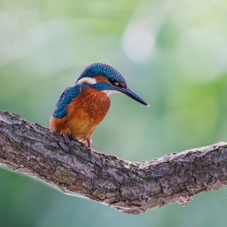 Ijsvogel op tak