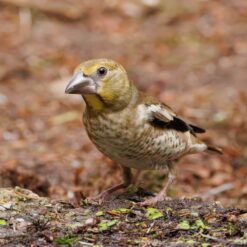 Appelvink