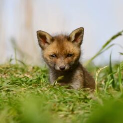 Vossen welp kijkt je aan