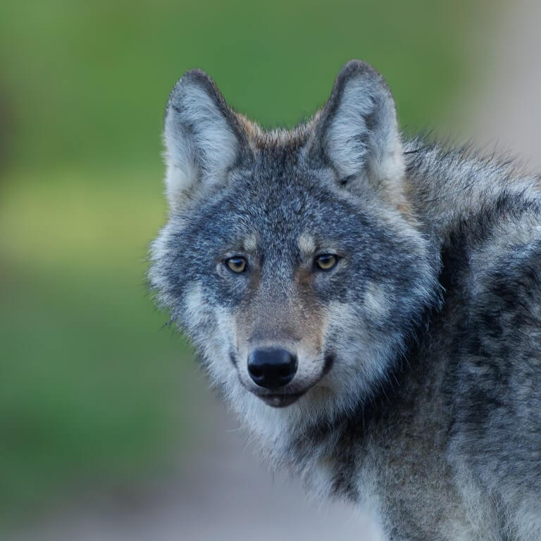 Wolf kijkt je aan