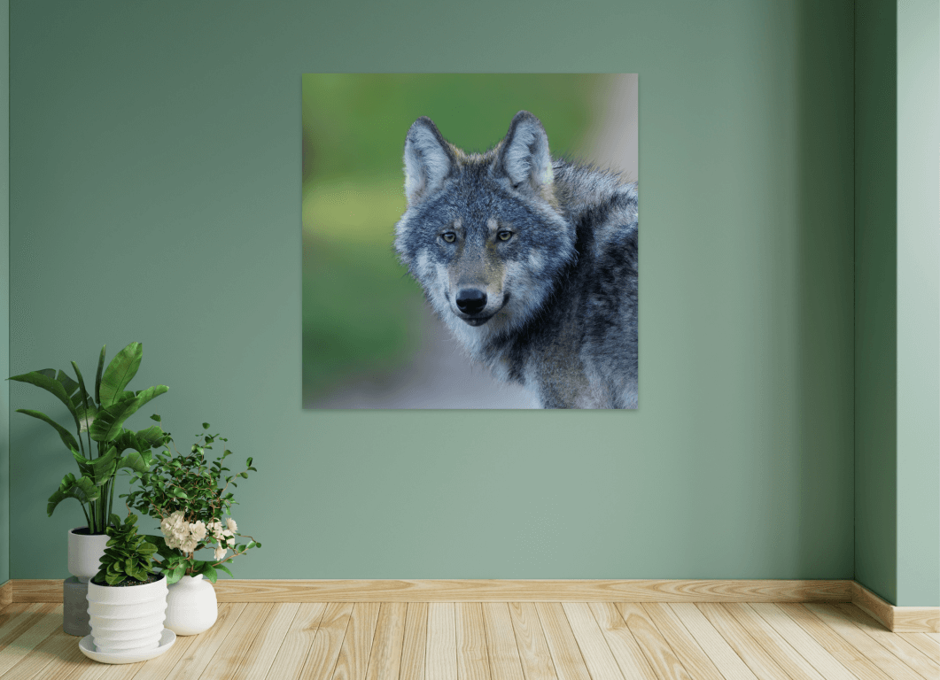 Wolf kijkt je aan - Afbeelding 3