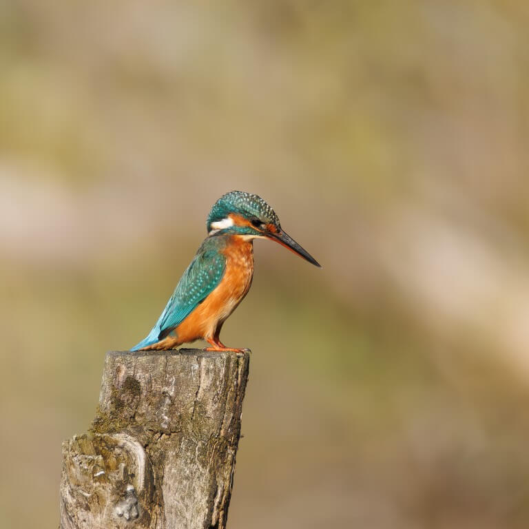Ijsvogel op paal