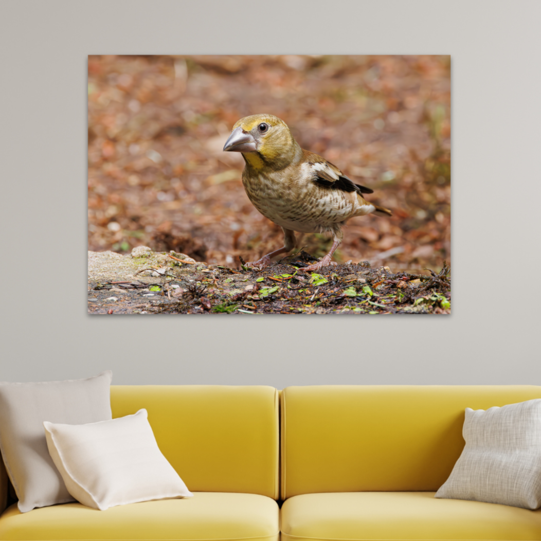 Vogels