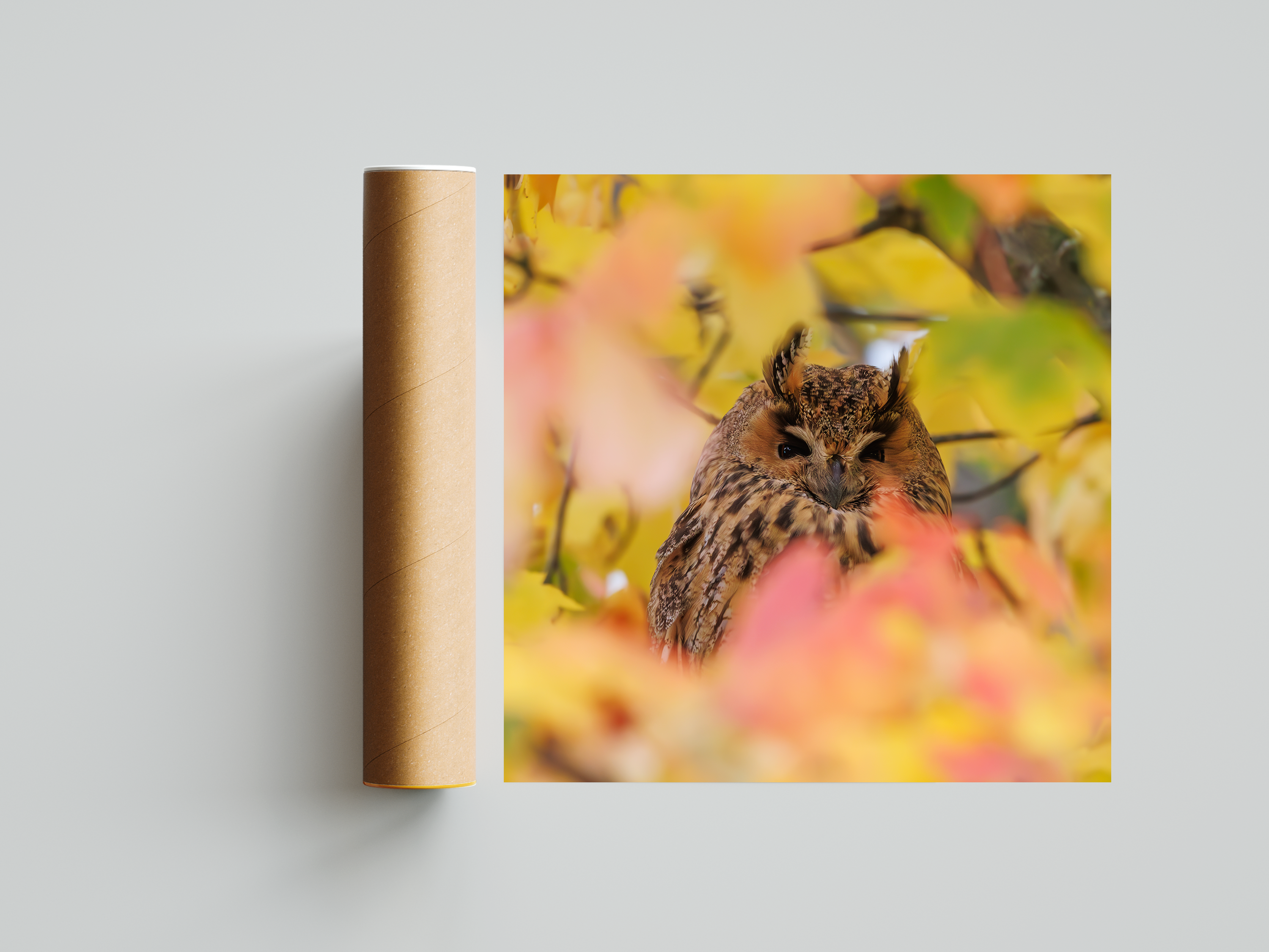 Alternative view of Uil in herfst